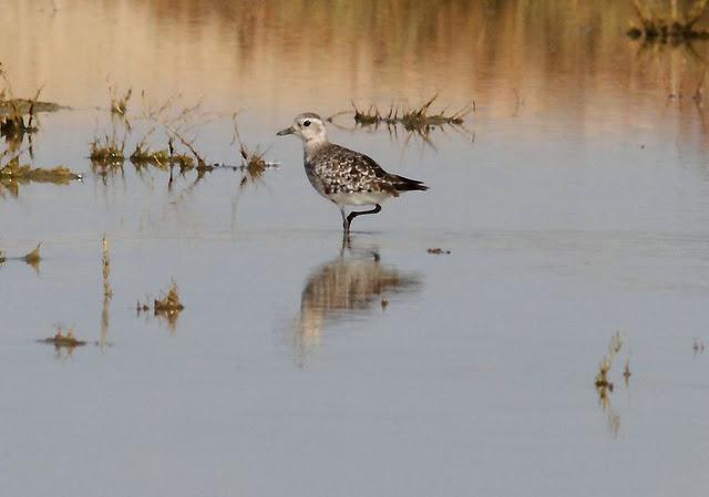 VIAJE AL SUR- LIMÍCOLAS EN CÁDIZ