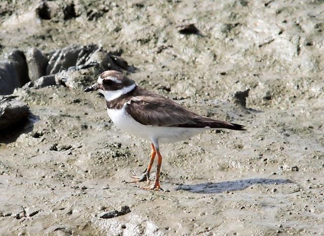 VIAJE AL SUR- LIMÍCOLAS EN CÁDIZ