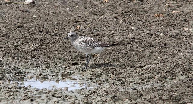 VIAJE AL SUR- LIMÍCOLAS EN CÁDIZ
