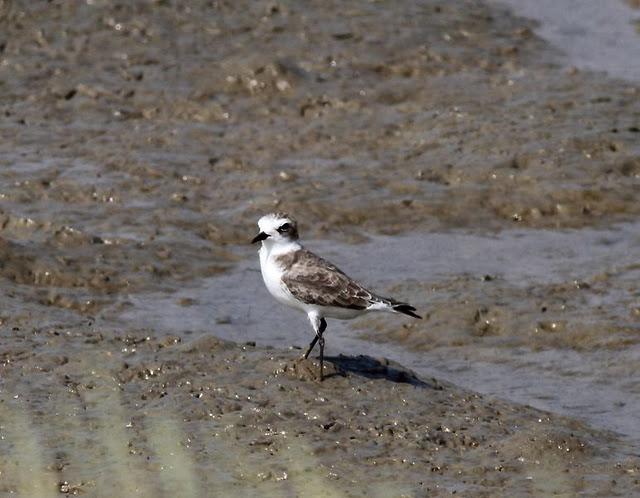 VIAJE AL SUR- LIMÍCOLAS EN CÁDIZ
