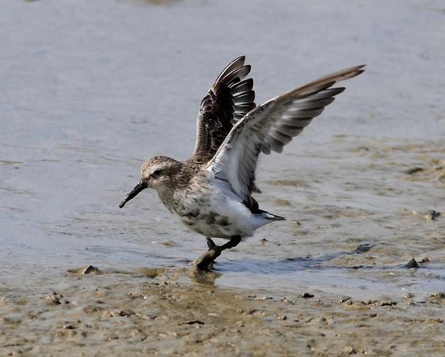 VIAJE AL SUR- LIMÍCOLAS EN CÁDIZ