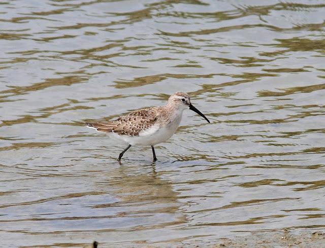 VIAJE AL SUR- LIMÍCOLAS EN CÁDIZ