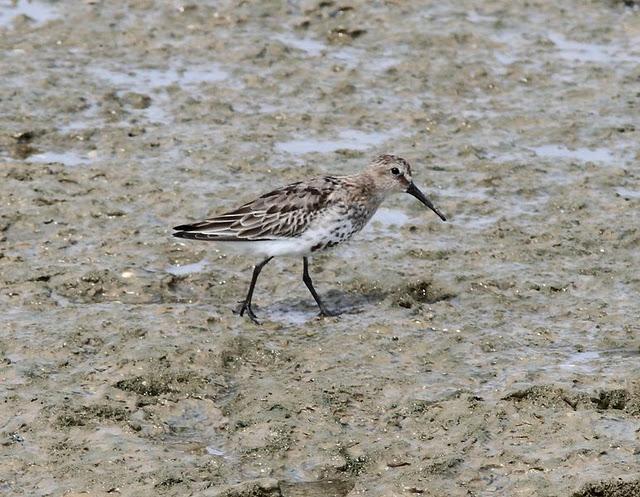 VIAJE AL SUR- LIMÍCOLAS EN CÁDIZ