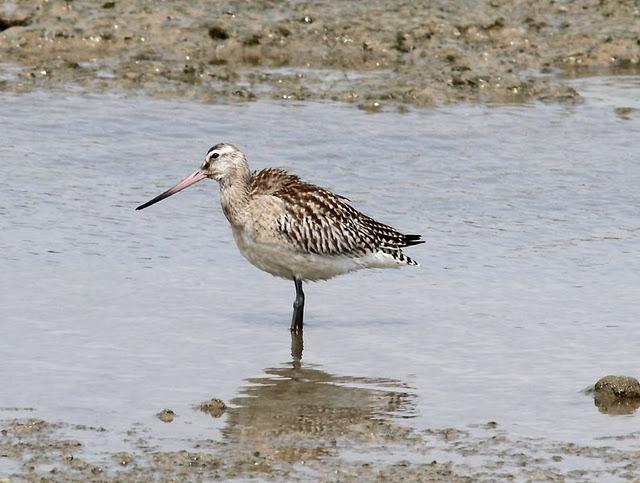 VIAJE AL SUR- LIMÍCOLAS EN CÁDIZ