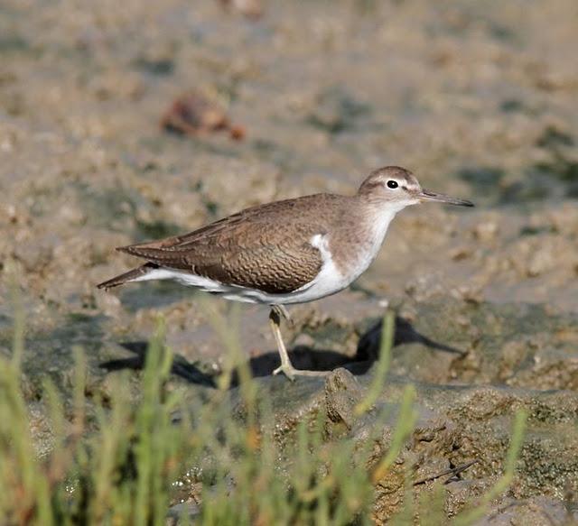 VIAJE AL SUR- LIMÍCOLAS EN CÁDIZ