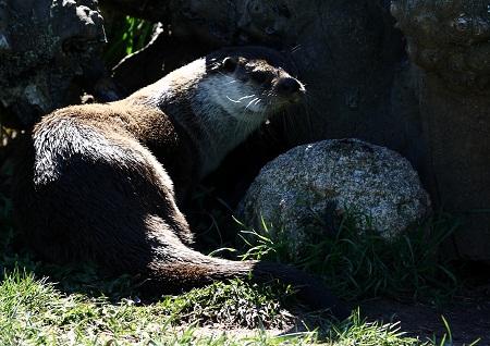 La Nutria paleártica en Aragón (Lutra lutra) - Loutre, Lontra, Otter