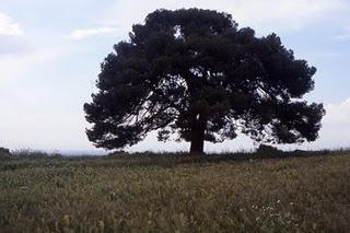 Árboles Singulares de Huesca - Pino de Romualdo (Fraga)