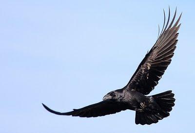 Cuervo - Common Raven (Corvus corax) Cuervo - Common Raven (Corvus corax)