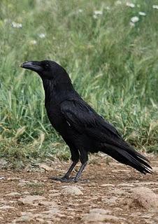 Cuervo - Common Raven (Corvus corax)