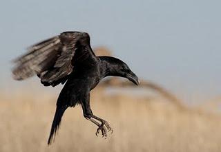 Cuervo - Common Raven (Corvus corax)