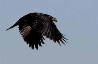 Cuervo - Common Raven (Corvus corax)