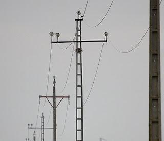 TENDIDOS ELÉCTRICOS Y PROBLEMÁTICA CON LA AVIFAUNA EN ARAGÓN