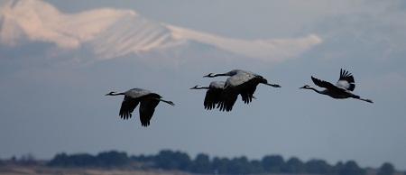 TENDIDOS ELÉCTRICOS Y PROBLEMÁTICA CON LA AVIFAUNA EN ARAGÓN