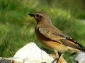 Collalba gris, groenlandesa?