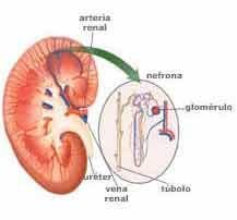 Filtrado glomerular