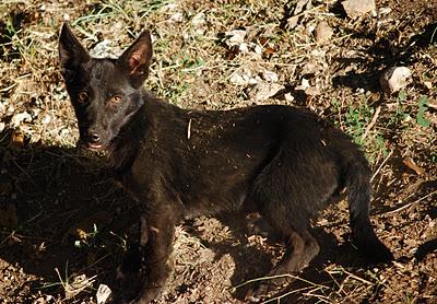 CACHORRITA VIVE EN UNA ACEQUIA!!