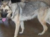 Amapola preciosa pastor aleman necesita adopcion urgente!!