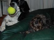 rincón adoptante. Paula Jana