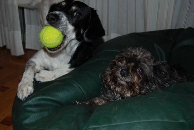 El rincón del adoptante. Paula y Jana