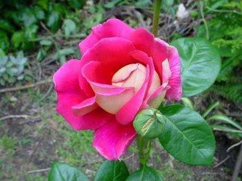 Primeras Rosas y su Poda