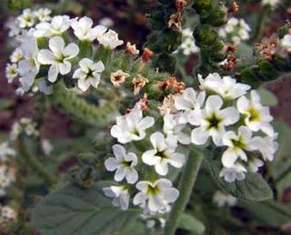 Verrucaria