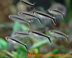 fotos Pinguino banda negra