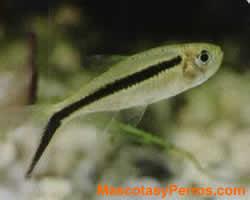 fotos Pinguino banda negra