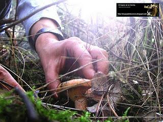 Pasiones y obsesiones por las Setas.