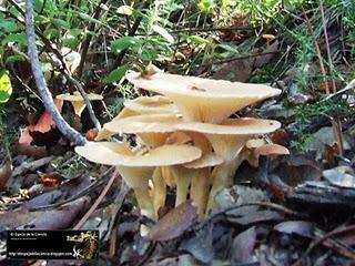 Pasiones y obsesiones por las Setas.