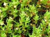 Crassula helmssi