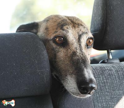 PERLA HA PASADO AL OLVIDO TOTAL, A PESAR DE SER UNA GALGA MARAVILLOSA!! (TOLEDO)