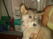 Lima ayuda para sobreviva cachorrita pesimas condiciones (valencia)