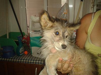 LIMA - AYUDA PARA QUE SOBREVIVA - CACHORRITA EN PESIMAS CONDICIONES - (VALENCIA)