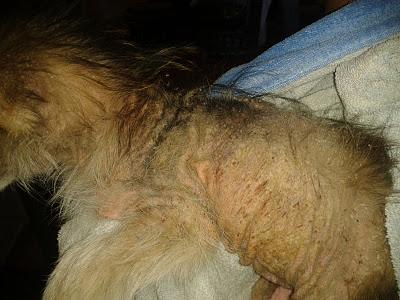 LIMA - AYUDA PARA QUE SOBREVIVA - CACHORRITA EN PESIMAS CONDICIONES - (VALENCIA)