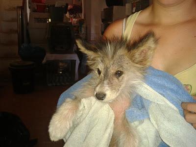 LIMA - AYUDA PARA QUE SOBREVIVA - CACHORRITA EN PESIMAS CONDICIONES - (VALENCIA)