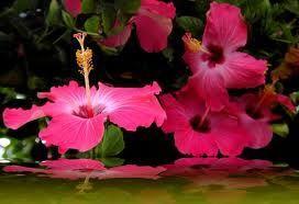 Trasladar plantas de jardín al interior