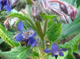 Aceite de borraja para embellecer la piel