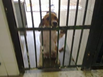 Cachorro cruce de beagle desesperado en perrera de Sevilla, muerde los barrotes.