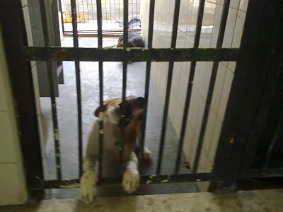 Cachorro cruce de beagle desesperado en perrera de Sevilla, muerde los barrotes.
