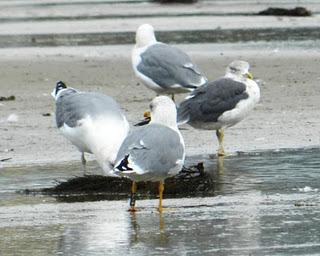 Historias de gaviotas: gaviota patiamarilla