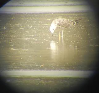 Historias de gaviotas: gaviota patiamarilla