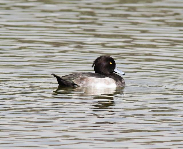 LA VUELTICA POR LAS TABLAS DE DAIMIEL-ANÁTIDAS