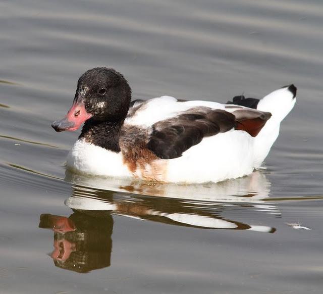 LA VUELTICA POR LAS TABLAS DE DAIMIEL-ANÁTIDAS