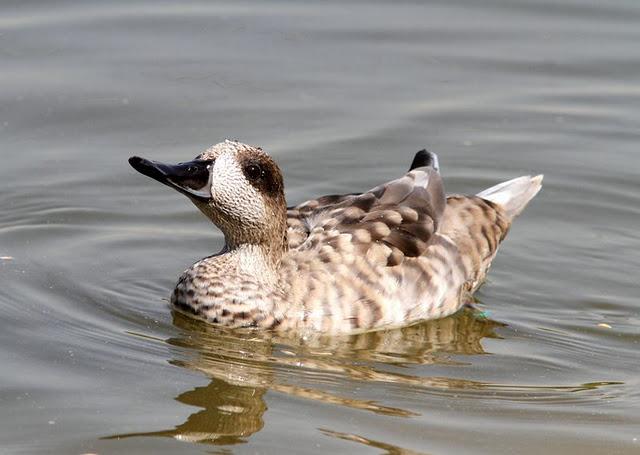 LA VUELTICA POR LAS TABLAS DE DAIMIEL-ANÁTIDAS