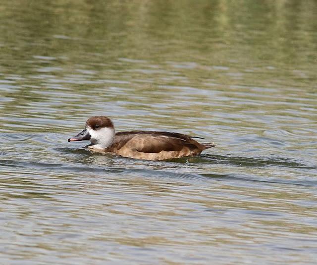 LA VUELTICA POR LAS TABLAS DE DAIMIEL-ANÁTIDAS