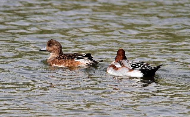 LA VUELTICA POR LAS TABLAS DE DAIMIEL-ANÁTIDAS
