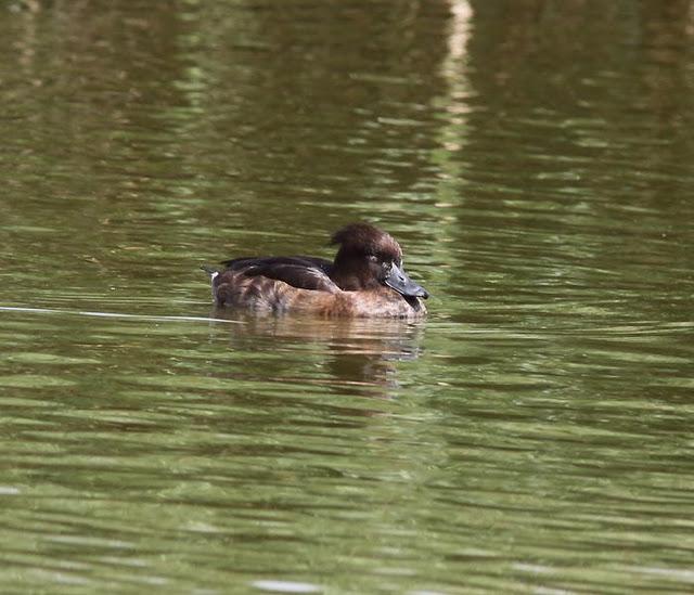 LA VUELTICA POR LAS TABLAS DE DAIMIEL-ANÁTIDAS