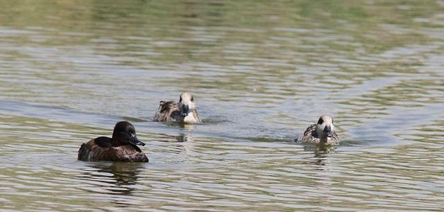LA VUELTICA POR LAS TABLAS DE DAIMIEL-ANÁTIDAS