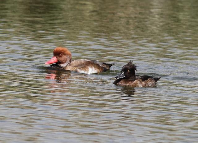 LA VUELTICA POR LAS TABLAS DE DAIMIEL-ANÁTIDAS