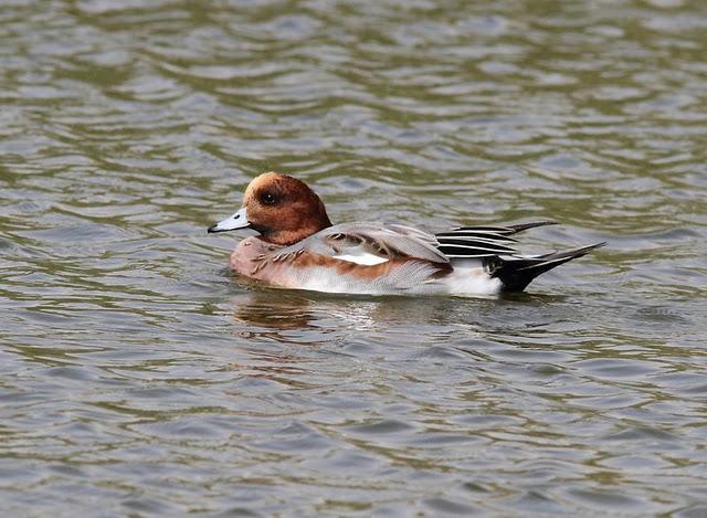 LA VUELTICA POR LAS TABLAS DE DAIMIEL-ANÁTIDAS